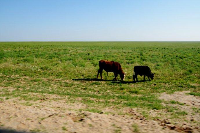 草原三日游之穿越苏尼特右旗草原