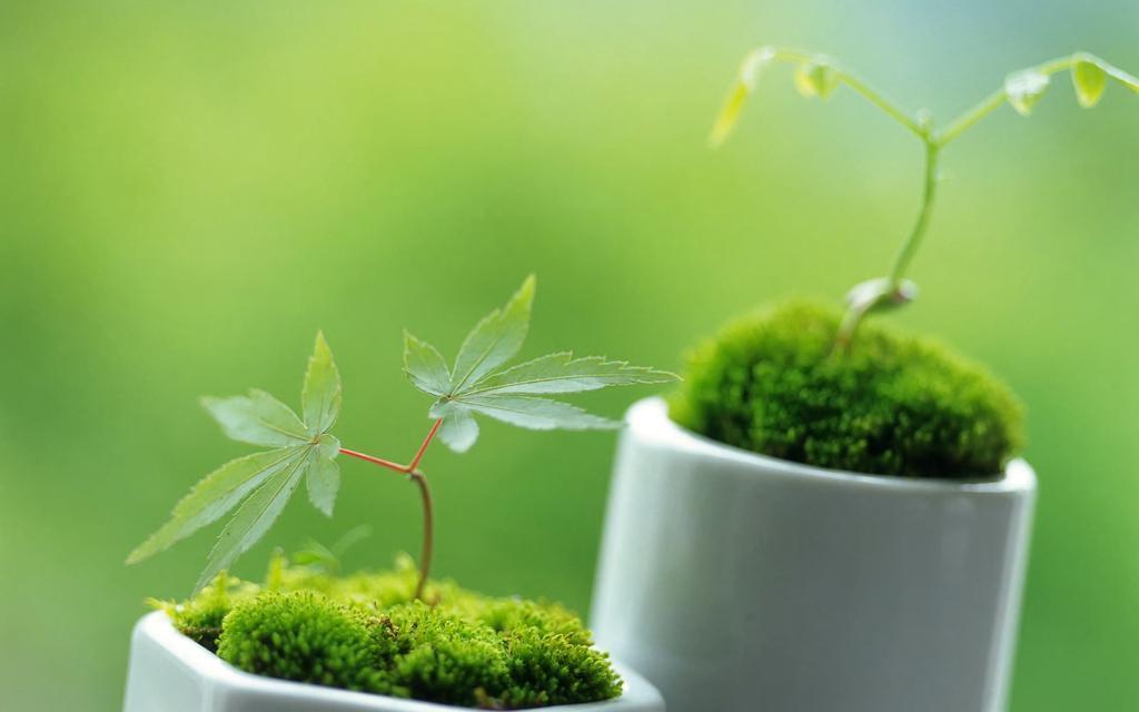 清新绿色植物,高清图片,电脑桌面-壁纸族