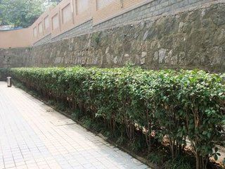 构成桂花绿篱,需选择灌木性状突出的桂花苗品种,如四季桂等丛生多干