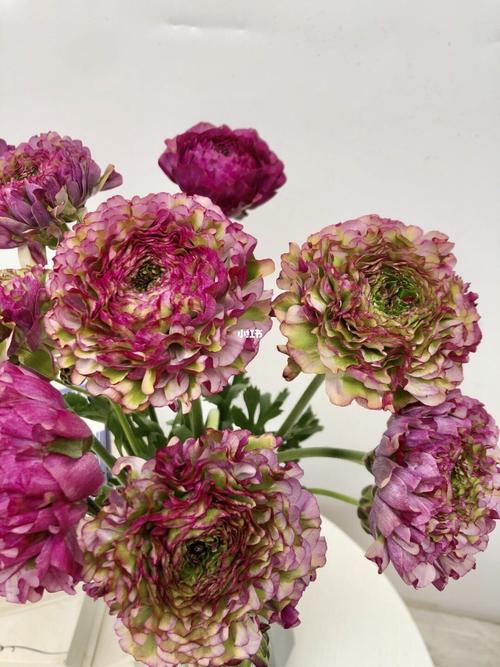玫红色花锦鲤洋牡丹_牡丹_玫红色_风景_复古_花瓶_鲜花分享_家居家装
