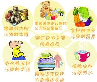 学校常见病预防—蛔虫病