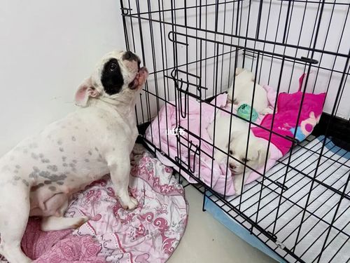 法斗 比熊 串串96 免费领养_领养_狗狗_比熊_法斗_串串_羊奶粉_领养