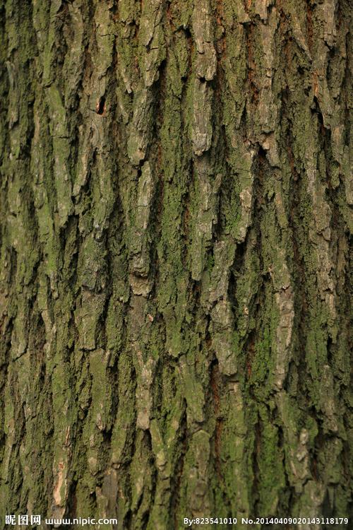 树皮纹理图片