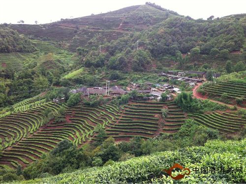 宁洱县无公害基地养殖罗非鱼