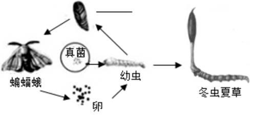 青藏高原有一种蝙蝠蛾它的幼虫生活在地下喜食头花蓼等植物的根当幼虫