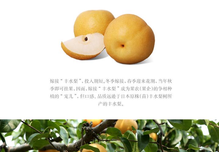 羊脂秋香梨日本梨山姆百果园供应商6粒多汁大果顺丰包邮