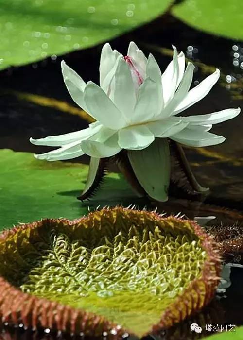 王莲在9月前后结果,浆果呈球形,种子黑色,果实成熟时,里面会含有300