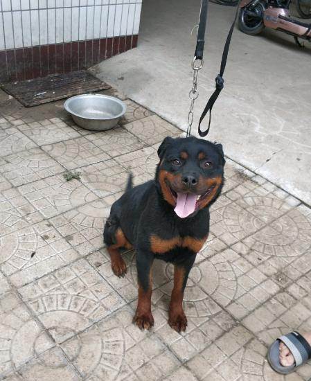 罗威纳母带芯片证书15个月