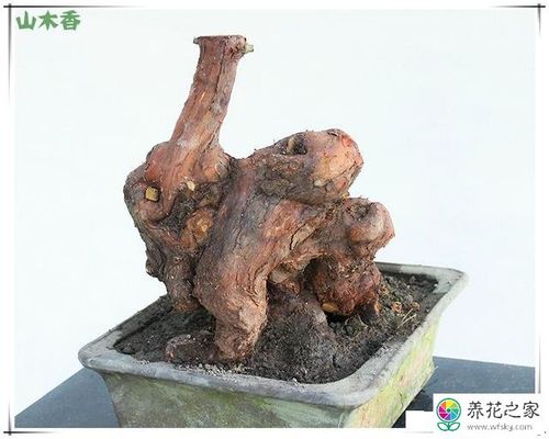 山木香老桩盆景怎么养护