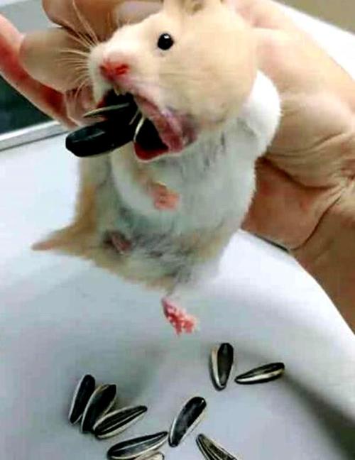 原创亲戚带来瓜子感谢,还没几天就少了很多,拎起仓鼠后顿时傻眼