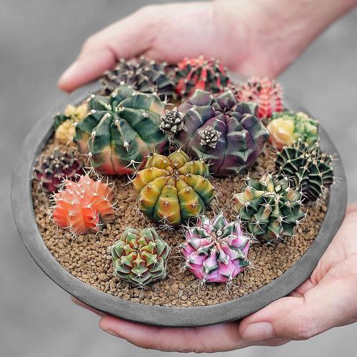 植物员外瑞云牡丹锦绯牡丹锦五彩光辉翠晃冠锦实生仙人球多肉