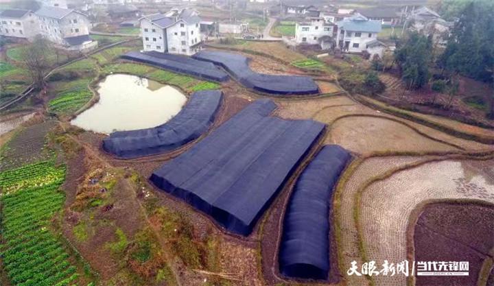 绥阳县坪乐镇:600亩坝区农田"冬种"忙