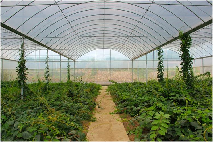 培育猕猴桃的大棚(对外经济贸易大学 邢宇彤摄)