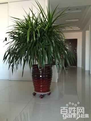 花草 榕雪树 龙血树