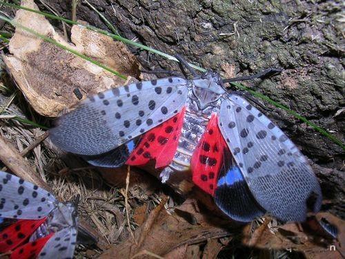 民间俗称"花姑娘","椿蹦","花蹦蹦".