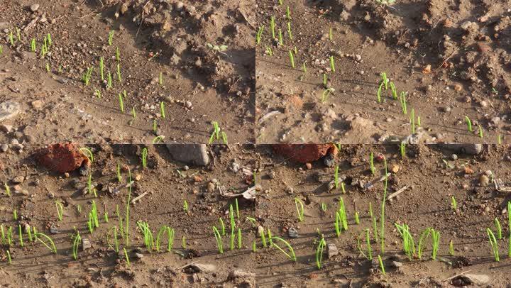刚出土的葱苗