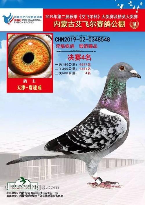【资讯】内蒙古艾飞尔赛鸽公棚,决赛前10名获奖鸽欣赏