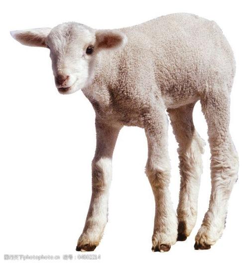 羊绵羊家畜动物图片