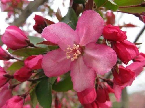 50幅海棠花图,50个海棠品种