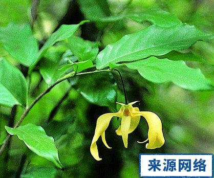 【英文名】leaf of chinese desmos   【别名】山桔叶,串珠酒饼叶