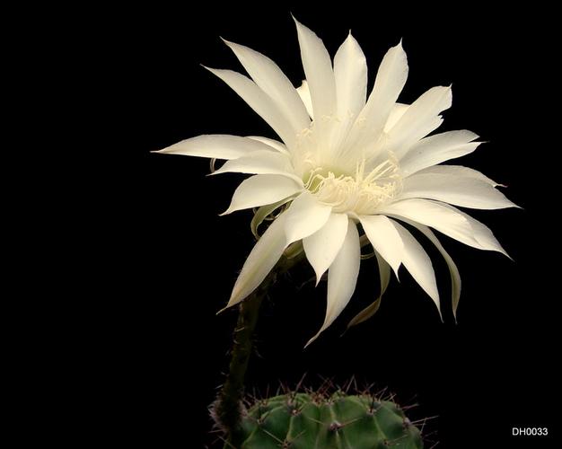 【仙人球花摄影图片】苏州生态摄影_dh0033_太平洋网