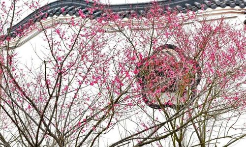 看梅花!就到赣县这个公园来!有图有真相