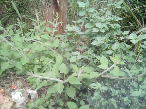 白英又叫白毛藤 别名:白毛藤,白草,毛千里光,毛风藤,排风藤,毛秀才