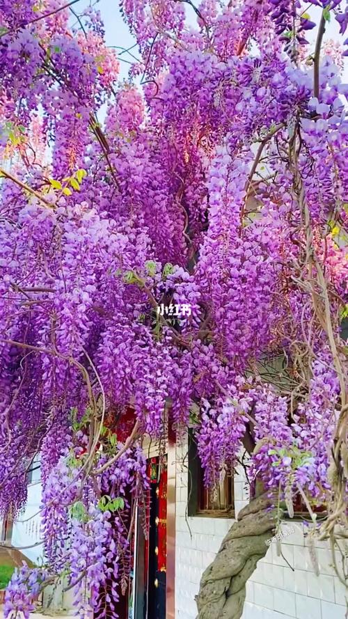 盛源庭院美化: 紫藤花,寓意紫气东来,开花浓香型,耐寒