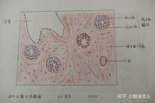 为什么咱们不弄个病理红蓝手绘图的问题呢?