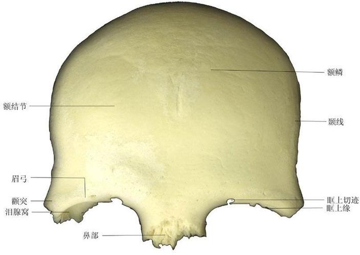 正常人体额骨解剖图