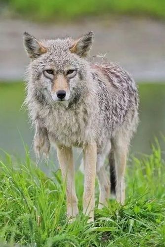 狼宝宝也在换毛中.