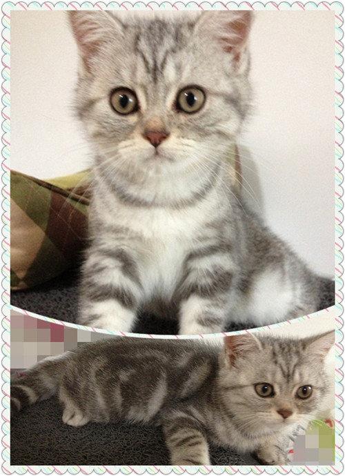 主题:家养纯种英短银虎斑猫猫找新家