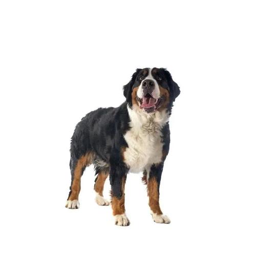18,圣伯纳犬