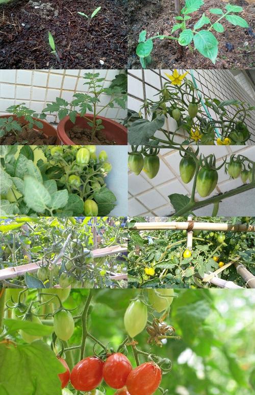 樱桃番茄种子 红圣女果番茄种子 小西红柿种子 阳台蔬菜种子_7折现价5