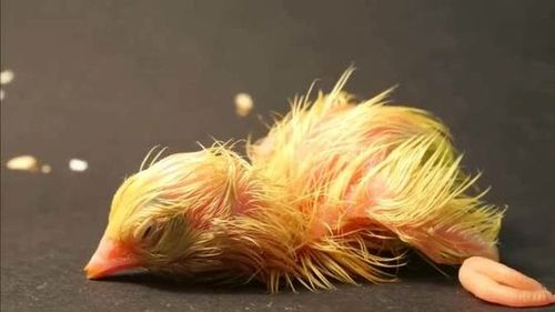 这种鸡孵蛋最轻松,把鸡蛋埋在泥土里,就能孵出小鸡