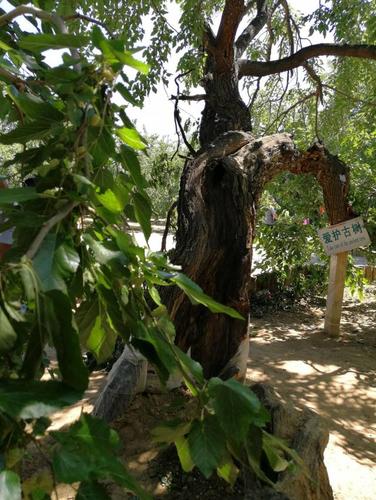 罕见古桑树,百年以上2万棵,千年以上百余棵