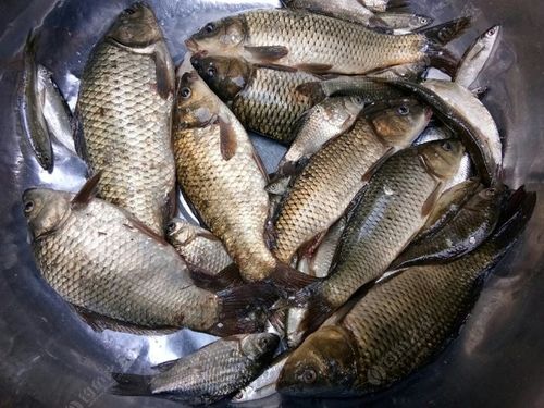 今天鱼获之白龟山水库野钓鲫鲤