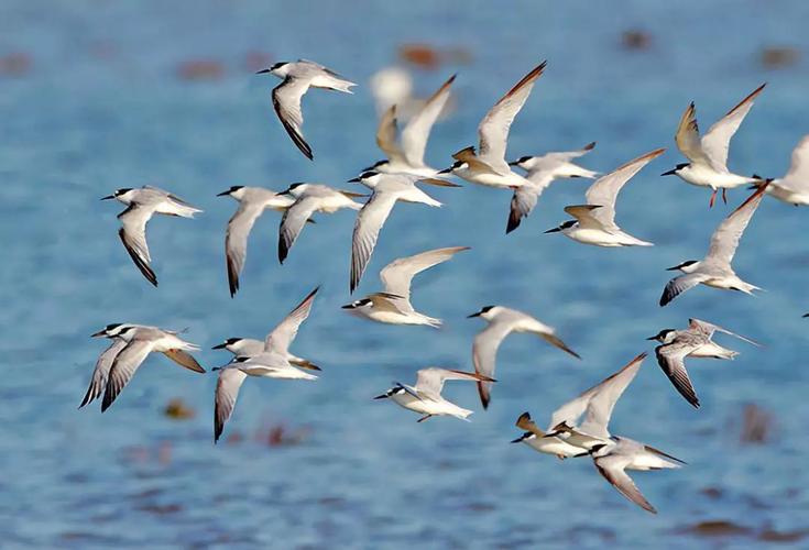 迁徙的读音,候鸟迁徙中的教训