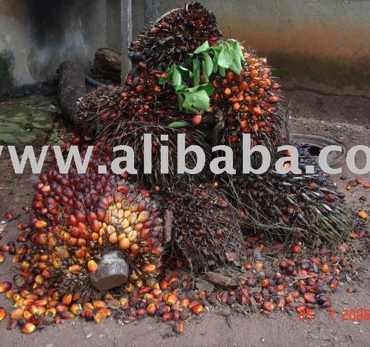 palm kernel nut for oil
