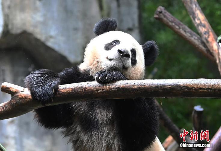 成都大熊猫金宝因长相潦草而走红