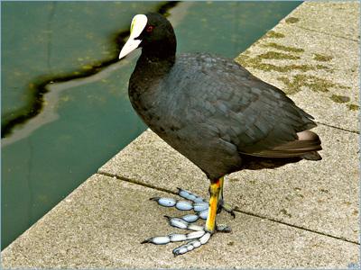 全身是黑色,头顶是白色像野鸭那么大的是啥鸟的是啥鸟