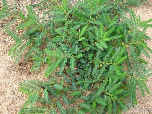 中药夜关门的功效与作用 夜关门的药用选方