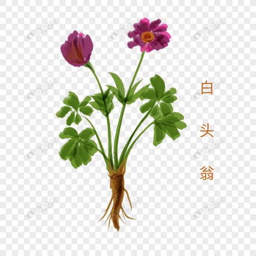 手绘水彩中药材白头翁