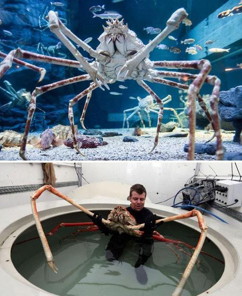 你可能一种也没见过……|蜘蛛蟹|海