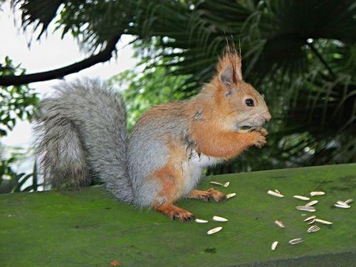 松鼠的外形特点kllklbkhk