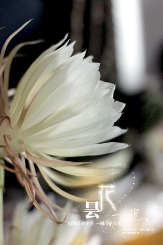 [转载][昙花一现]刹那间的美丽,一瞬间的永恒