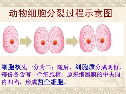 细胞的分裂生长和分化ppt