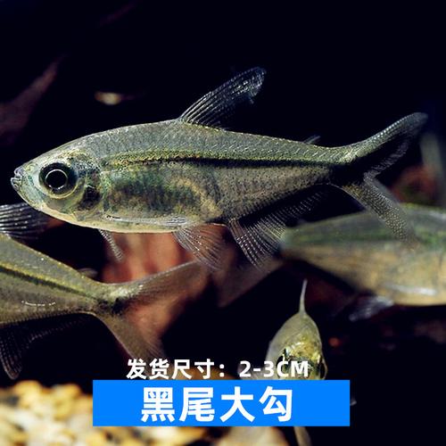 尾大勾鱼活体尾旗热带热带鱼鱼草缸群游鱼淡水鱼