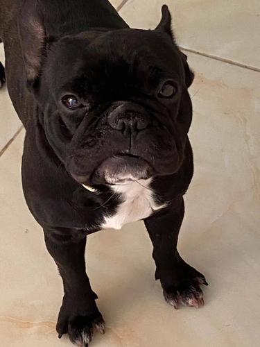 千元寻狗 天津市北辰区瑞景街附近丢失法斗犬一只_狗狗