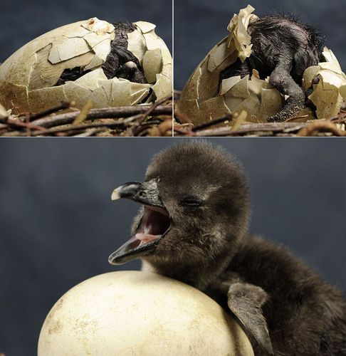 媒体刊登动物出壳过程照片 看看小生命出生(图)